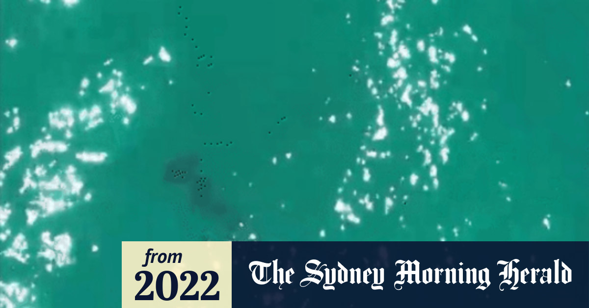 NSW shark sightings rise with increase in drone surveillance